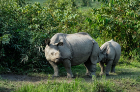 Kaziranga 2N / Guwahati 1N